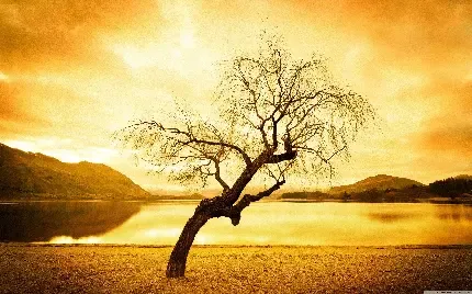  عکس زمینه درخت بید مجنون بزرگ