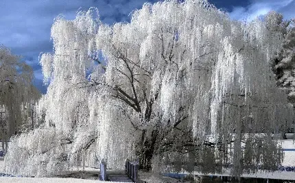  عکس زمینه درخت بید مجنون بزرگ
