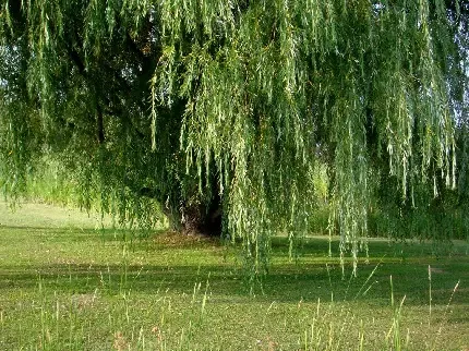  عکس زمینه درخت بید مجنون بزرگ