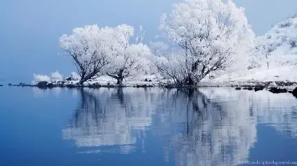  عکس زمینه درخت بید مجنون بزرگ
