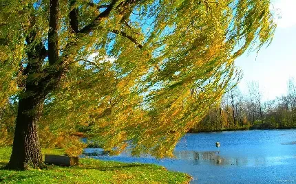  عکس زمینه درخت بید مجنون بزرگ