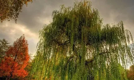  عکس زمینه درخت بید مجنون بزرگ