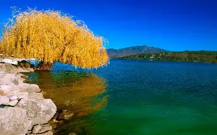  عکس زمینه درخت بید مجنون بزرگ