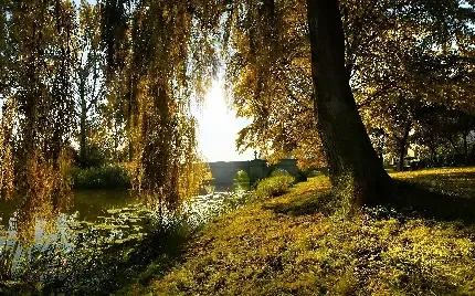 عکس زمینه درخت بید مجنون بزرگ