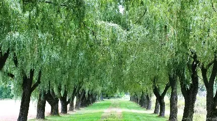  عکس زمینه درخت بید مجنون بزرگ