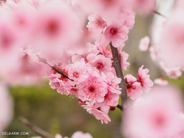  عکس درخت با شکوفه های سفید برای پروفایل