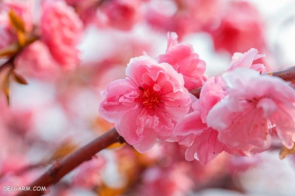  عکس درخت با شکوفه های سفید برای پروفایل