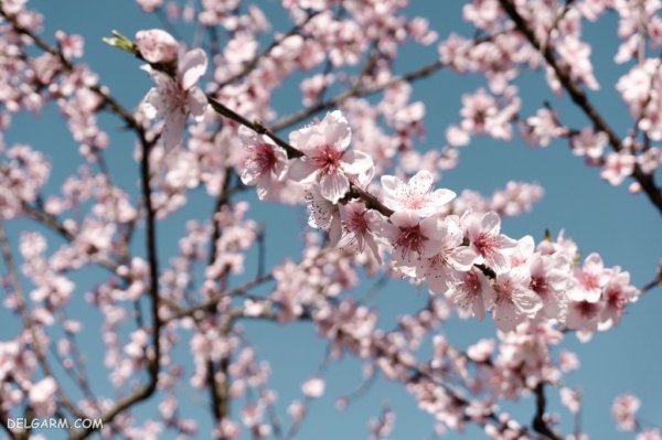  عکس درخت با شکوفه های سفید برای پروفایل