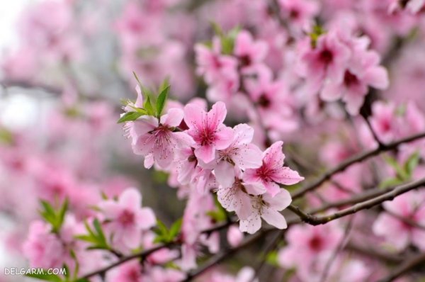  عکس درخت با شکوفه های سفید برای پروفایل