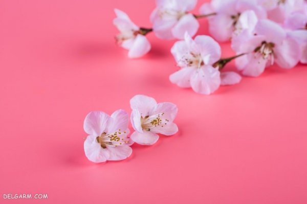  عکس درخت با شکوفه های سفید برای پروفایل