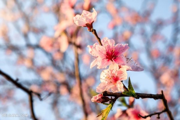  عکس درخت با شکوفه های سفید برای پروفایل