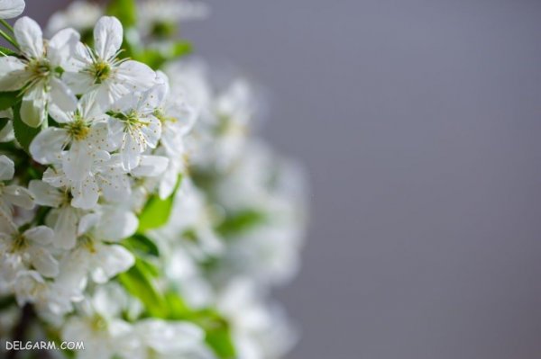  عکس درخت با شکوفه های سفید برای پروفایل