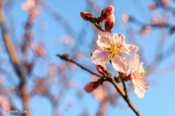  عکس درخت با شکوفه های سفید برای پروفایل
