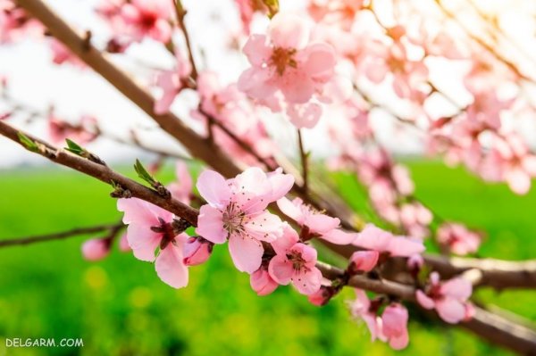  عکس درخت با شکوفه های سفید برای پروفایل