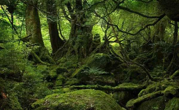  عکس درختان استوایی
