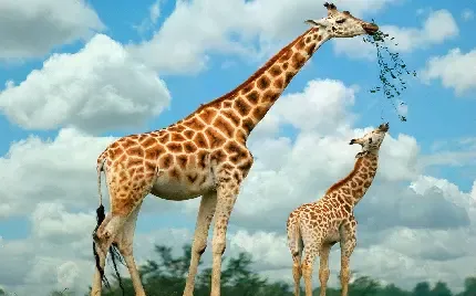  عکس پروفایل زرافه کیوت