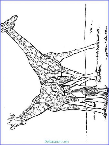  عکس زرافه نقاشی