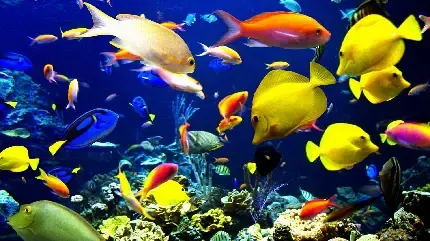  عکس صخره های مرجانی