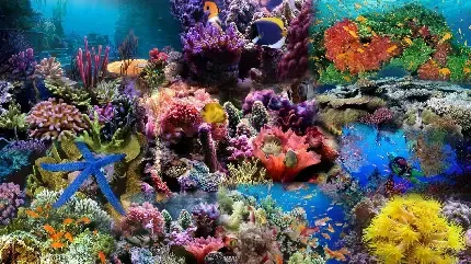  عکس صخره های مرجانی