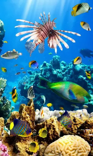  دانلود عکس صخره های مرجانی برای تصویر زمینه