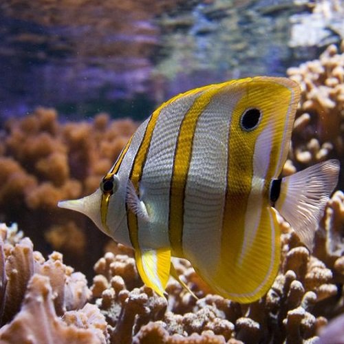 عکس ماهی های زیبا و رنگی اقیانوس