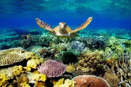 دانلود عکس ماهی