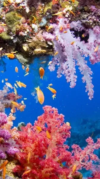 دانلود عکس ماهی