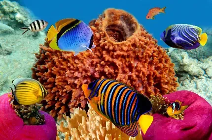 عکس ماهی برای تصویر زمینه