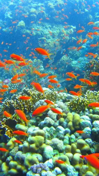 عکس ماهی برای تصویر زمینه