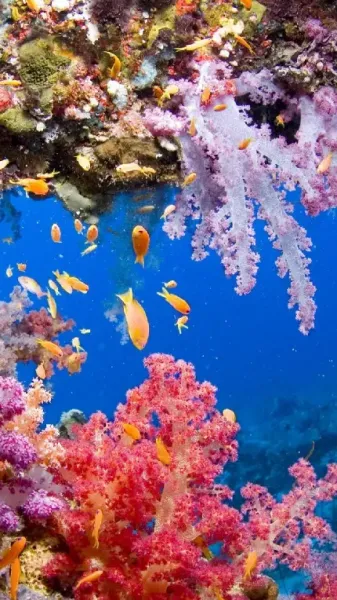 عکس ماهی برای تصویر زمینه