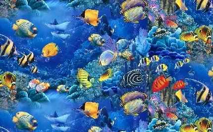 عکس ماهی با کیفیت بالا
