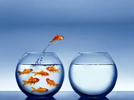 عکس ماهی با کیفیت بالا