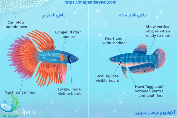 عکس زیباترین ماهی جهان