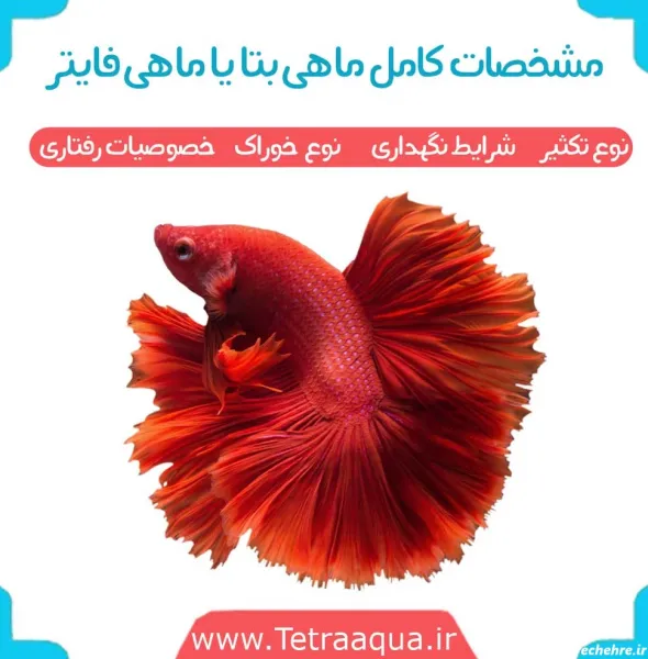 عکس زیباترین ماهی جهان