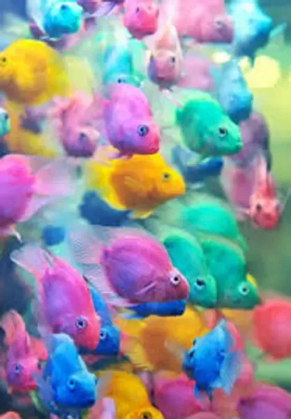 عکس ماهی رنگی