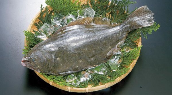  عکس ماهی خوردنی