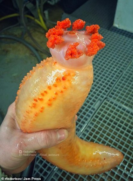 عکس ماهی عجیب و غریب
