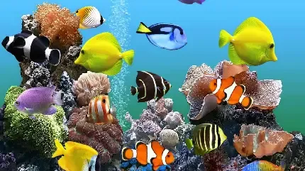  عکس پس زمینه آکواریوم با کیفیت بالا