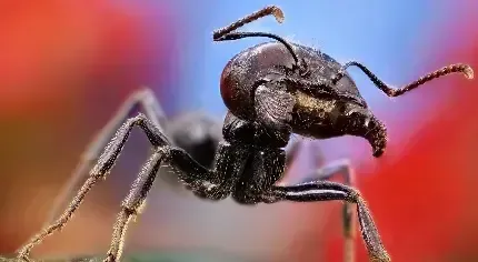  عکس مورچه