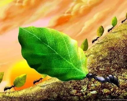  عکس مورچه