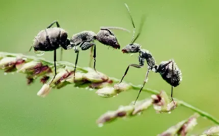  عکس مورچه واقعی