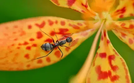  عکس مورچه واقعی