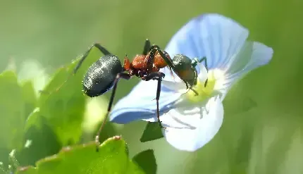  عکس مورچه واقعی