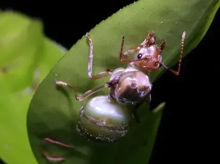  عکس مورچه واقعی