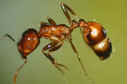  عکس مورچه واقعی