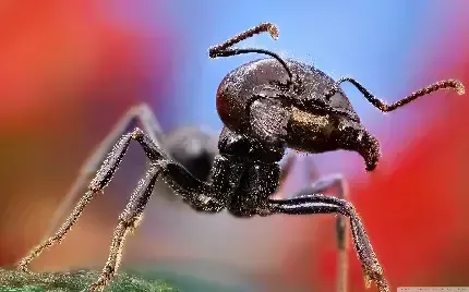  عکس مورچه واقعی