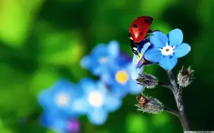  عکس زمینه کفشدوزک با کیفیت بالا