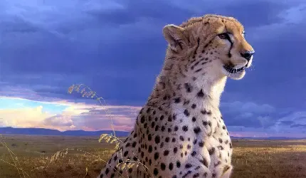  عکس تصویر زمینه یوزپلنگ برای دسکتاپ