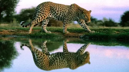  عکس تصویر زمینه یوزپلنگ برای دسکتاپ