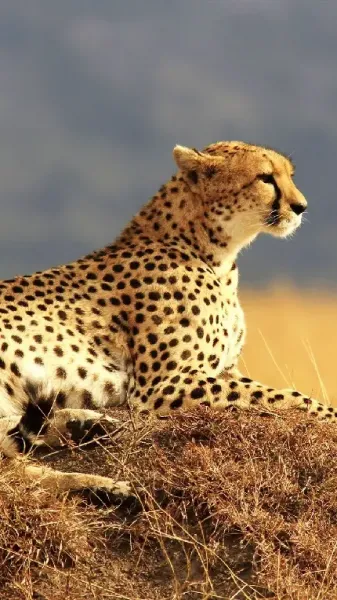  والپیپر یوزپلنگ وحشی برای گوشی
